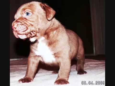 bandog