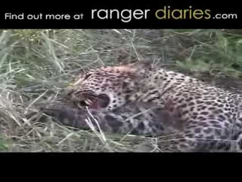 LEOPARD FIGHT