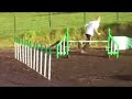 Dog Agility Training at LGT