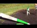 Dog Agility Training at LGT