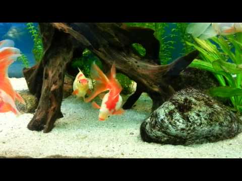 how to take care of a red ryukin goldfish