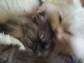 Una de gatos