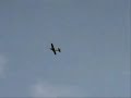 Hyperion P51D Mustang?????? Hyperion P51D Mustang??????