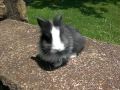 videos de Sylvester - 6 Week Old Lionhead Bunny