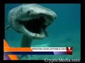 Prehistoric Frill Shark Prehistoric Frill Shark