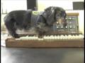 Wiener Dog On A Minimoog - Rhymes with vogue!