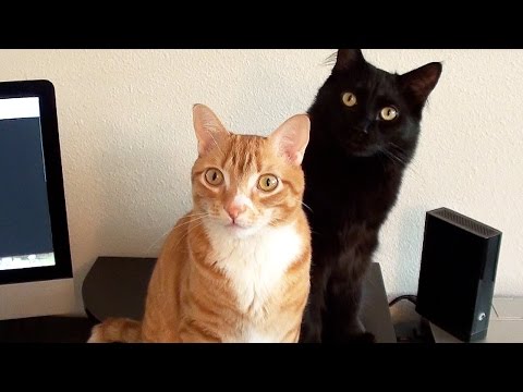 Scientists Create Cat Music!