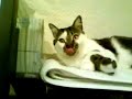 Embarrassed sleeping cat wakes from dream