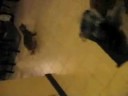 The Tinkle Twins Visit Lola
