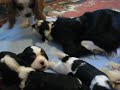 Featherfalls Cavaliers - Boo's Puppies 2009 - 3 Weeks Old - 01