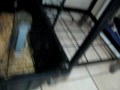 Ziva the ferret at Critter Haven