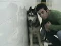 siberian husky Koca Maximus