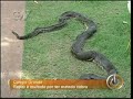 A Polícia Militar Ambiental (PMA) recolheu na manhã de ontem, uma cobra sucuri em uma residência do distrito de Jupiá, em Três Lagoas, distante 324 quilômetros de Campo. De acordo com a PMA, o réptil, de aproximadamente 4 metros e 70 centímetros, foi encontrado na madrugada de hoje no Rio Paraná.De acordo com a polícia, Pablo Magno Gomes, 18 anos, praticava pesca aquática  mergulho  quando a cobra apareceu e tentou se enrolar no corpo do jovem. Para se defender, o pescador desferiu um tiro de arpão na cabeça do réptil e matou o animal. Ainda conforme registro policial, como não sabia qual procedimento tomar, o rapaz acabou levando a sucuri para casa.Após denúncias anônimas, os policiais ambientais encontraram a cobra, já morta, pendurada em um corda do quintal da casa de Eduardo. O bicho deve ser encamihado nesta segunda-feira ao Batalhão da PMA em Campo Grande, onde passará por uma taxidermia  arte de montar ou reproduzir animais para exibição ou estudo.O jovem foi encaminhado à Delegacia de Pronto Atendimento Comunitário (Depac) de Três Lagoas e poderá responder por crime ambiental. (Com informações de Perfil News)