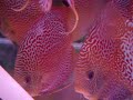 Santarem Peixes Ornamentais in Wayne Discus