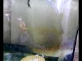 Dwarf Snakehead (Channa Gachua) eating frogs. Dwarf Snakehead (Channa Gachua) eating frogs.