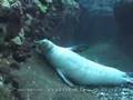 MAUI MONK SEAL