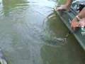 Muskie Fishing