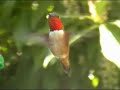 Rufous Hummingbird