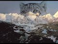 the-trapped-soul-snow-leopards.html
