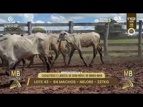 9� MEGA LEIL�O DA MB LEIL�ES