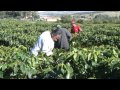VÍDEO: Governo de Minas lança em Belo Horizonte a Semana Internacional do Café