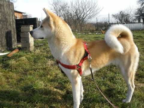 akita inu