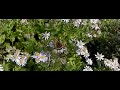 Kleine vos (Small Tortoiseshell) vliegend (herfstaster) Kleine vos (Small Tortoiseshell) vliegend (herfstaster)