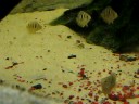 Etroplus canarensis juveniles Etroplus canarensis juveniles