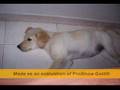Labrador Retriever video