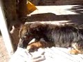 mii peEerriitOoo.. mii peEerriitOoo..