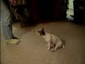 Karin's Jack Russel Terrier Daisey doing Tricks