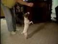 Karin's Jack Russel Terrier Daisey doing Tricks