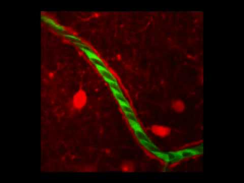 Blood flow in rat brain capillaries: Two-photon microscopy