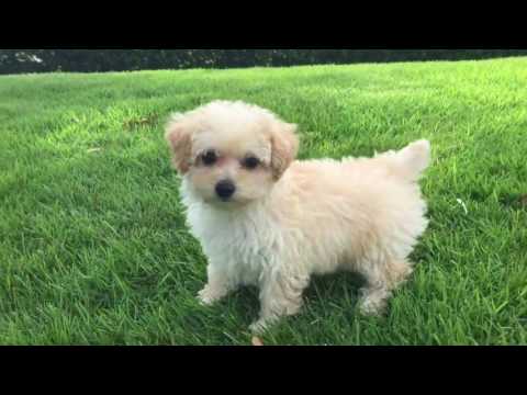 Toby loves running around in the grass after a potty break