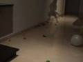 Bull Terrier Miniatura video