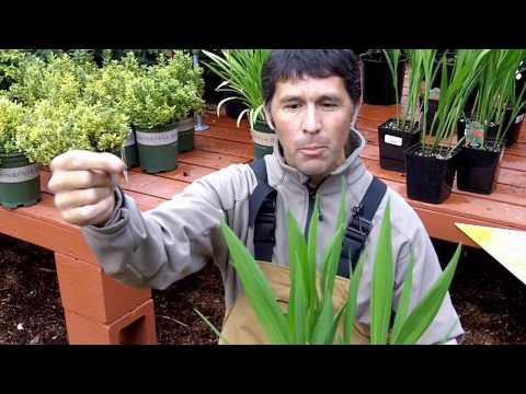 how to transplant alstroemeria
