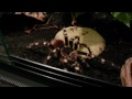 Click here to watch this video feeding my 4 tarantulas