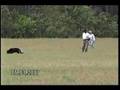 Schutzhund Tracking