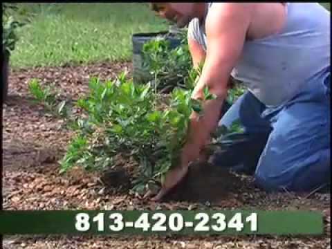 how to fertilize floratam grass