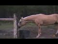 Can You Do This? - Man Vs Cow Want more funny and interesting videos? Visit: can-you-do-this.blogspot.com Twitter: @can_you_do_this Facebook: tinyurl.com Hi Del...