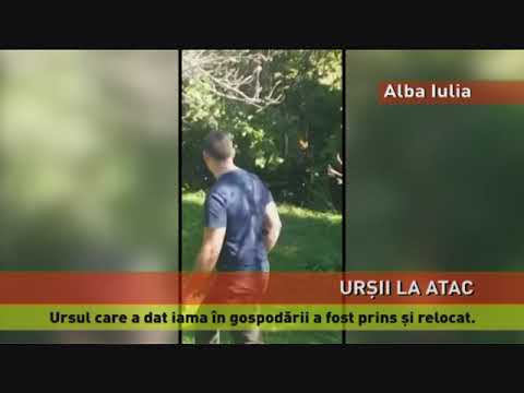 Un bărbat a fost atacat de un urs, în Predeal. Ursul care ataca gospodăriile de lângă Alba Iulia, prins