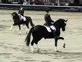 Dressage Stallions - www.dressage-connection.com Dressage Stallions - www.dressage-connection.com