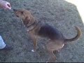 *ADOPTED* Sam A111325 Humane Society Adopt