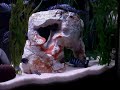 Demasoni Breeding