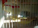 budgie bath