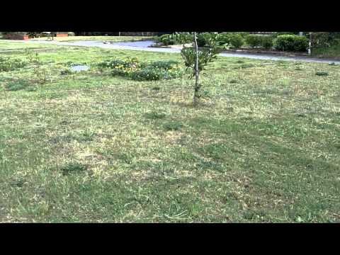 how to patch buffalo grass