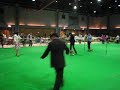 Miniature Schnuazer ชเนาเซอร์