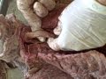 Cat Organ Practical Exam