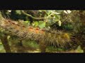mariposa polilla oruga -Luis miguel Dom�nguez