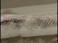 Sandy Needle1